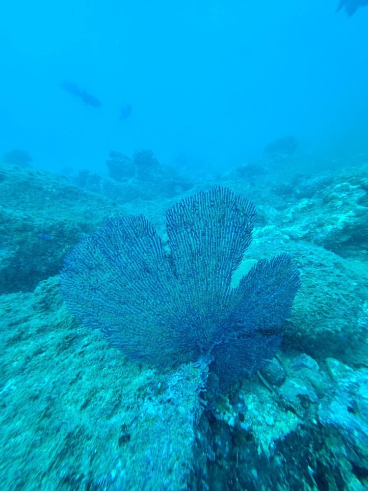 Ananda. Dive N' Flow photo 2