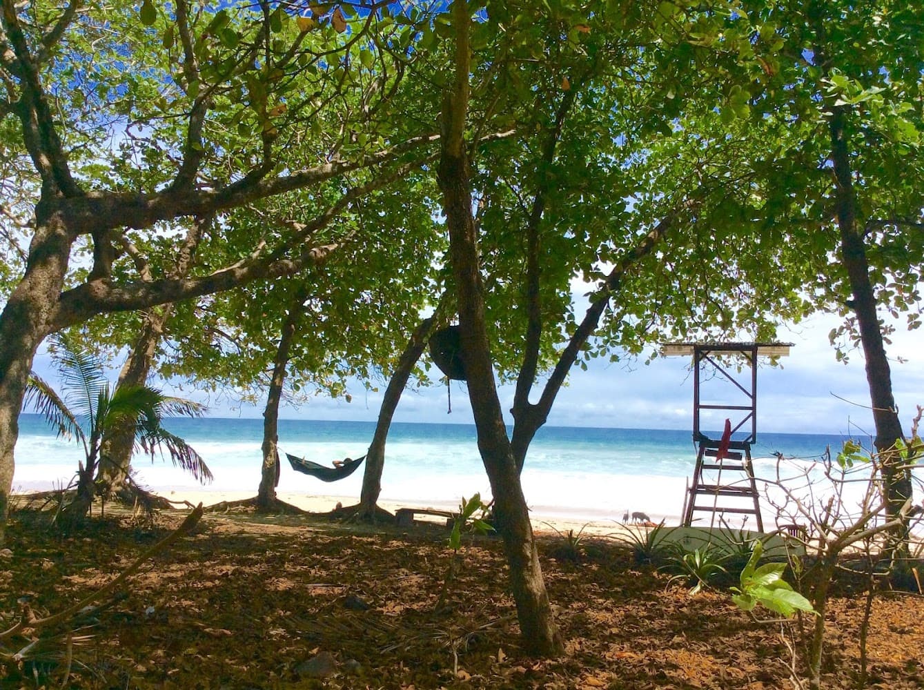 Zeneidas Surf Garden photo 3